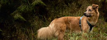 Fan Favourite Minces TDB B2B TDB B2B