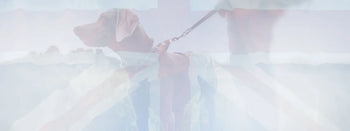 Hare The Dogs Butcher B2B