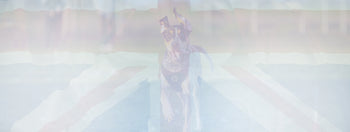 Premium quality british raw dog food for working dogs The Dogs Butcher B2B