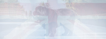 Premium quality british raw dog food for working dogs The Dogs Butcher B2B